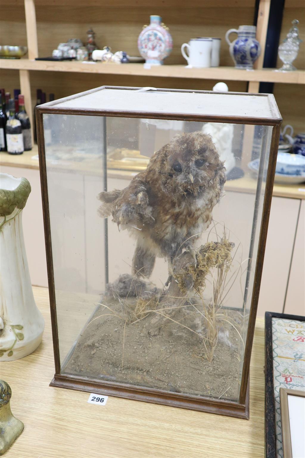 A taxidermic owl, in glazed case, overall height 48cm